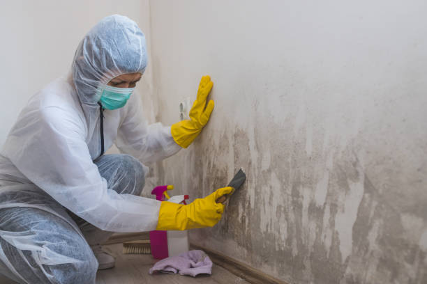 Best Home Mold Removal  in Inez, TX