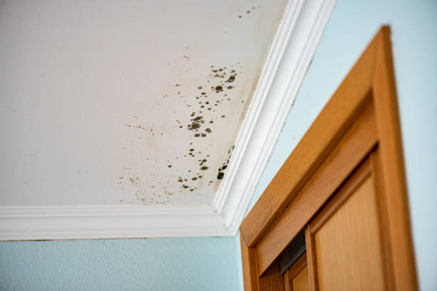 Best Mold Removal and Inspection  in Inez, TX