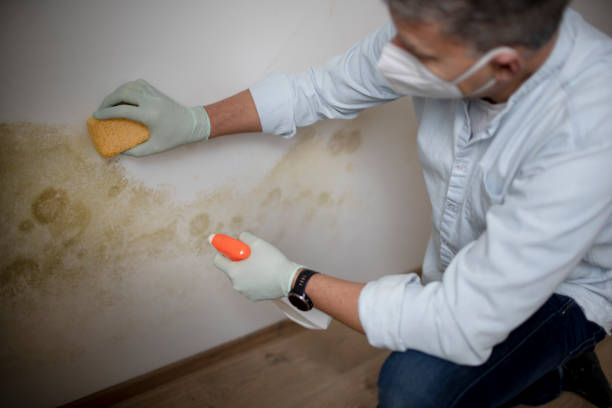 Best Mold Testing and Removal  in Inez, TX