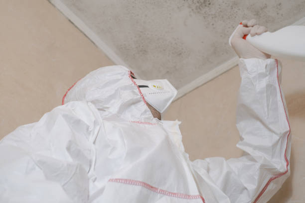 Best Mold Remediation  in Inez, TX