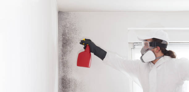 Mold Testing and Removal in Inez, TX