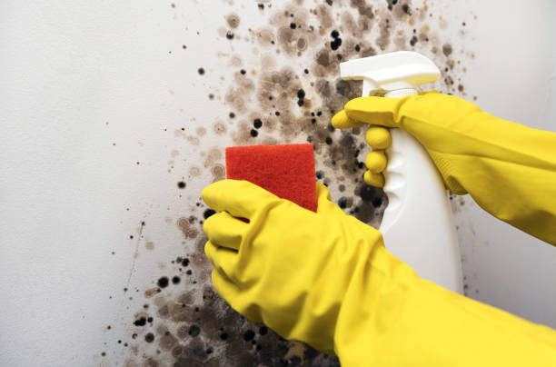 Best Toxic Mold Removal  in Inez, TX