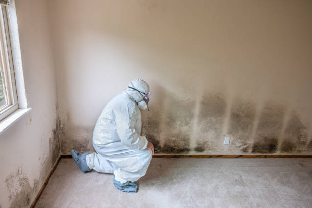 Best Emergency Mold Removal  in Inez, TX