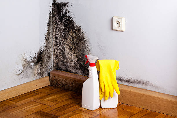 Best Residential Mold Removal  in Inez, TX