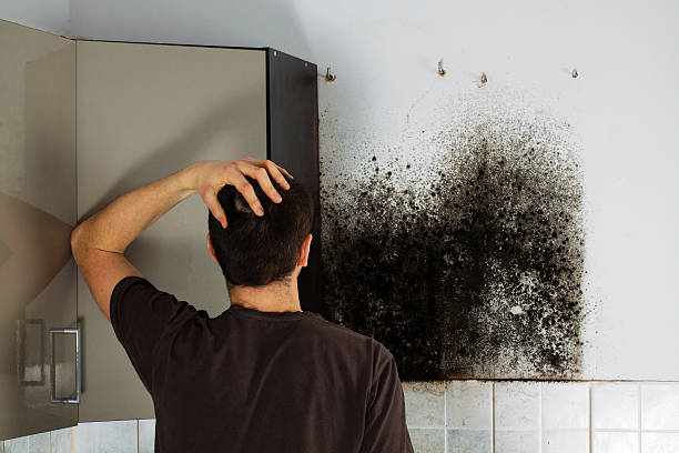 Best Mold Removal Company Near Me  in Inez, TX