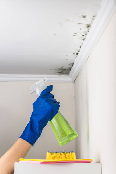 Reliable Inez, TX Mold Removal Solutions