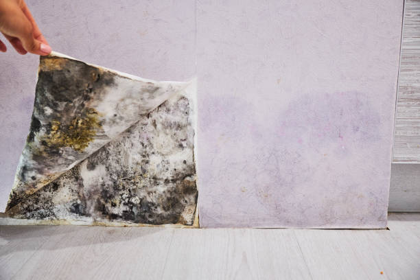 Best Fast Mold Removal  in Inez, TX